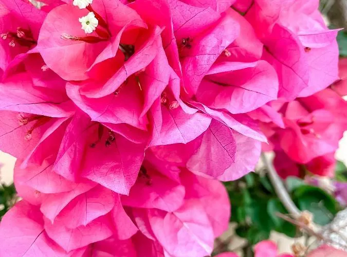 Hotel Avli Nydri (Lefkada)