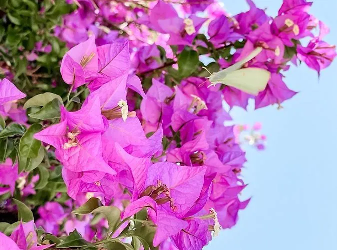 Hotel Avli Nydri (Lefkada)