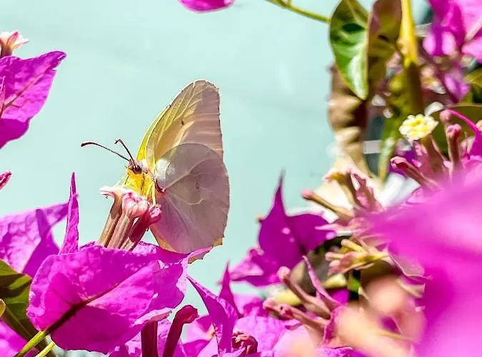 Avli Ξενοδοχείο *
